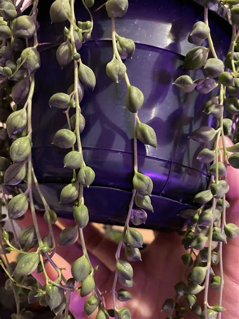 underwatered string of pearls