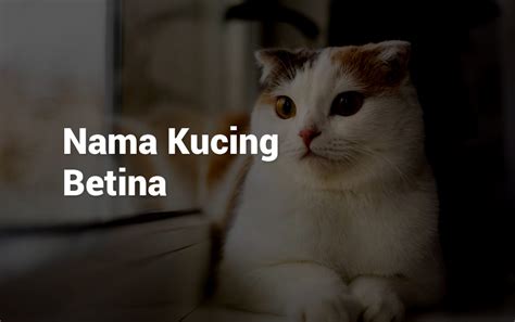 hal unik kucing perempuan