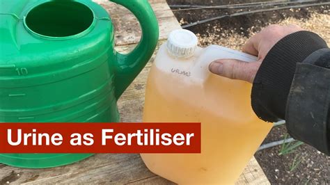 urine as fertilizer
