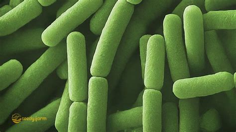 using bacillus thuringiensis
