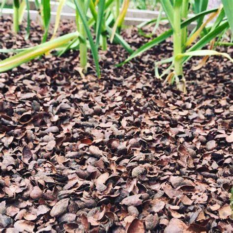 using cocoa hull mulch