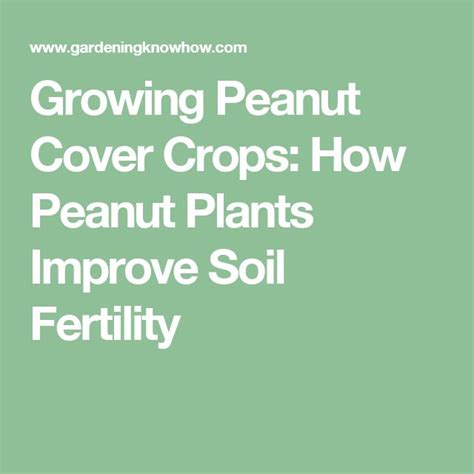 using peanuts to improve soil