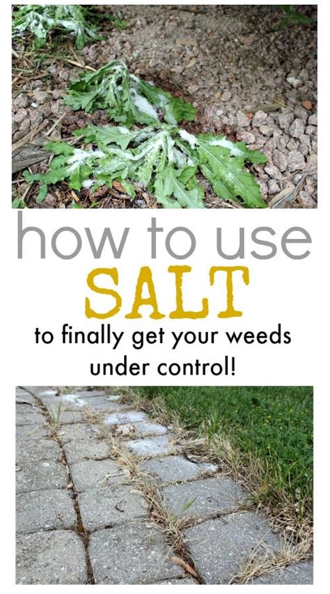 using salt to kill weeds