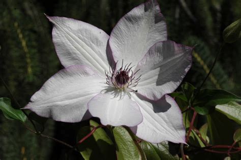 utopia clematis