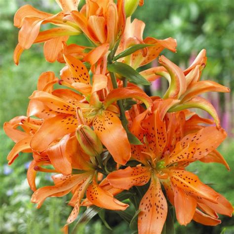 van zyverden lilies