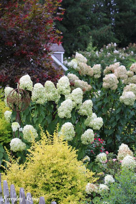 The Perfect Match: Vanilla Strawberry Hydrangea Companion Plants