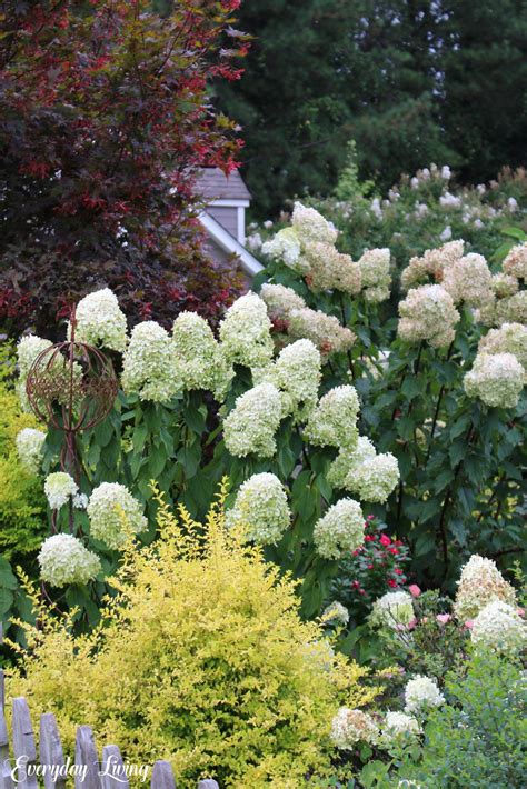 vanilla strawberry hydrangea companion plants