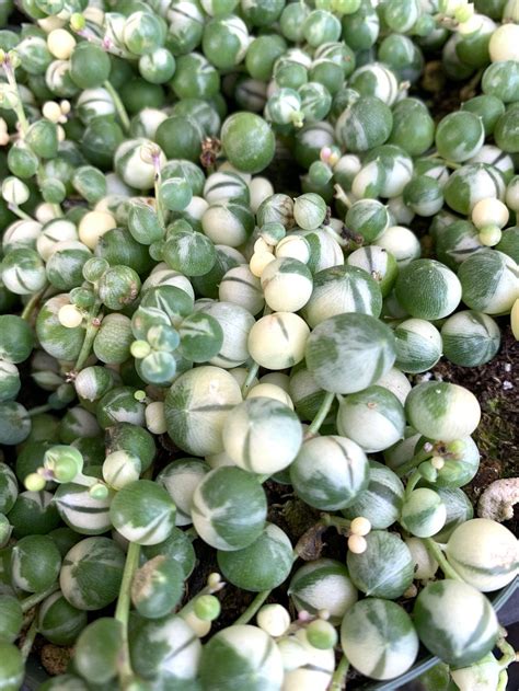variagated string of pearls