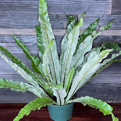 variegated birds nest fern