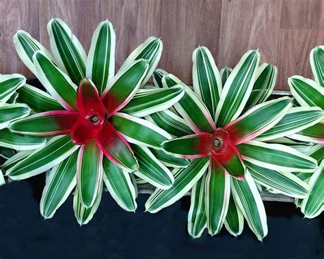 variegated bromeliad