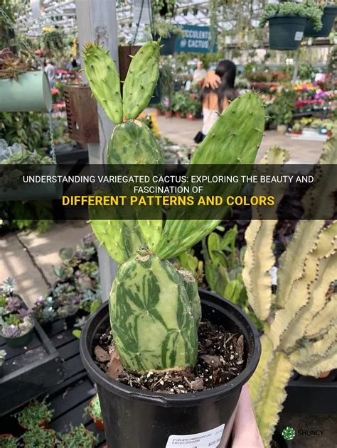 variegated cactus