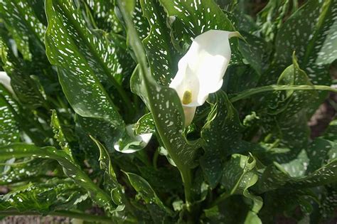 variegated calla lily
