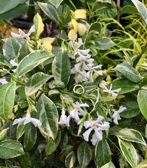 variegated confederate jasmine