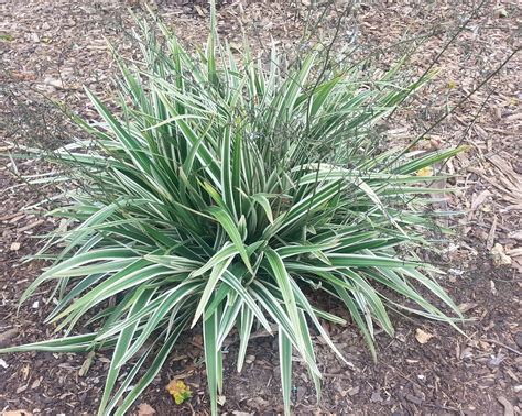 variegated dianella