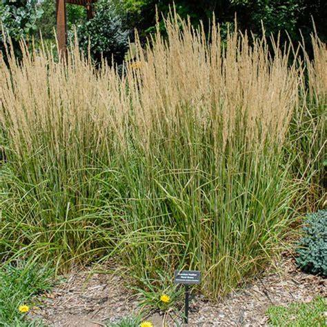 variegated feather reed grass