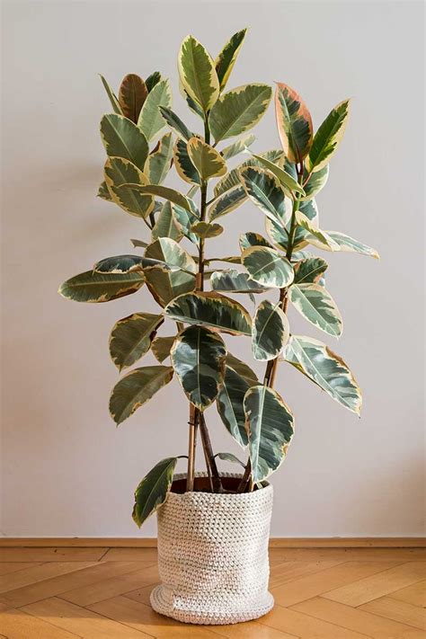 variegated ficus elastica