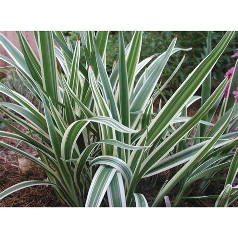 variegated flax lily