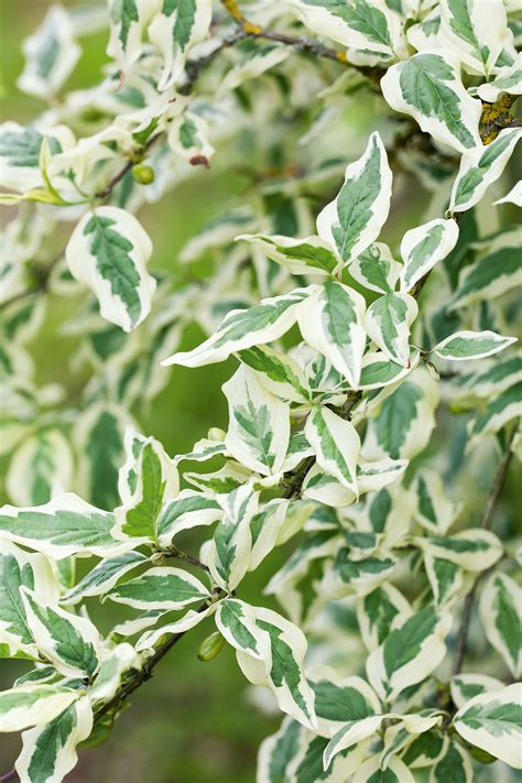variegated foliage