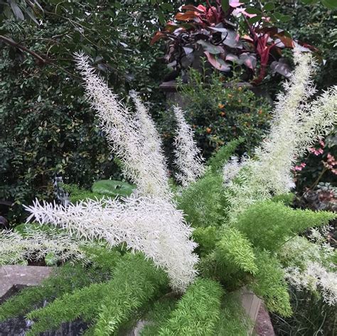 variegated foxtail fern