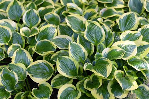 variegated hosta