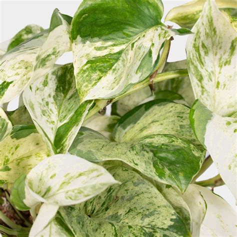 variegated house plants