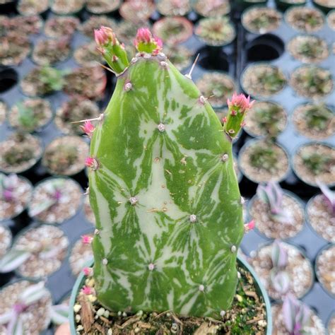 variegated joseph's coat cactus