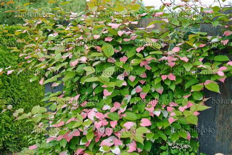 The Aesthetically Pleasing Variegated Kiwi Vine