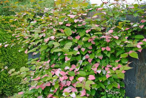 variegated kiwi vine