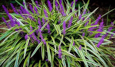 variegated liriope plant