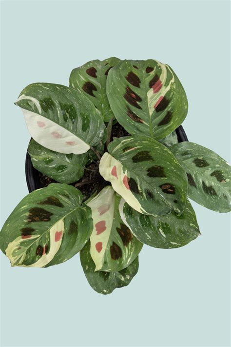 variegated maranta