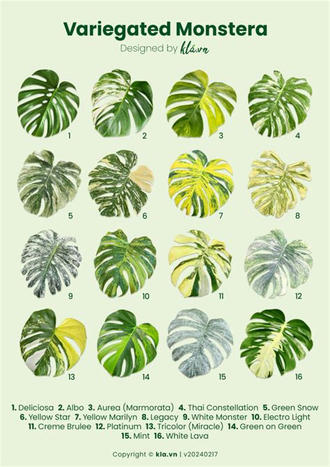 variegated monstera varieties