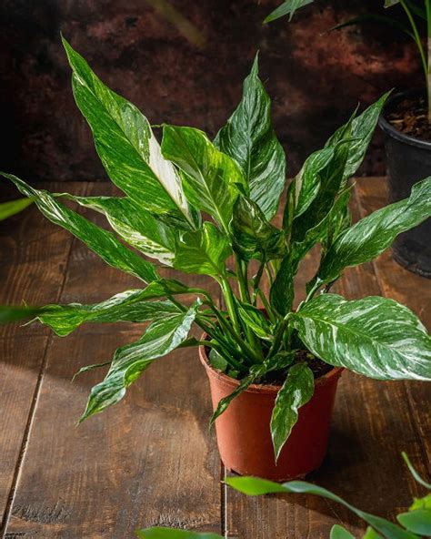 variegated peace lily varieties
