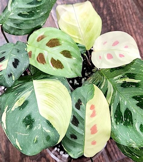 variegated prayer plant