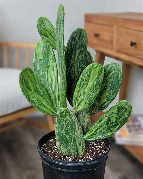variegated prickly pear