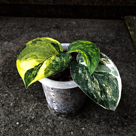 variegated scindapsus