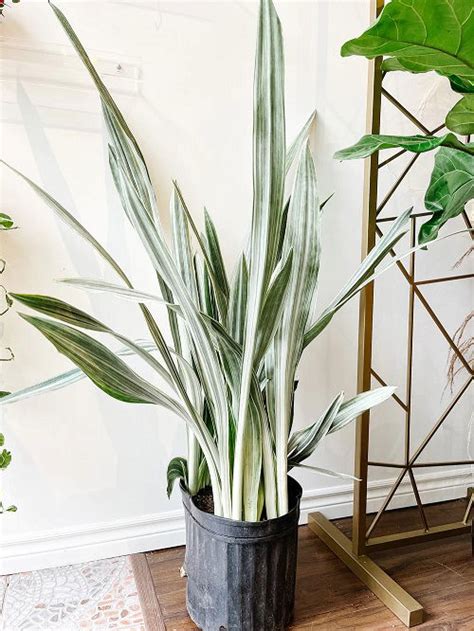 variegated snake plants