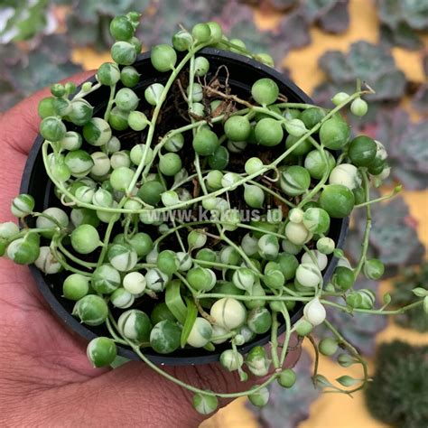 variegated string of pearls
