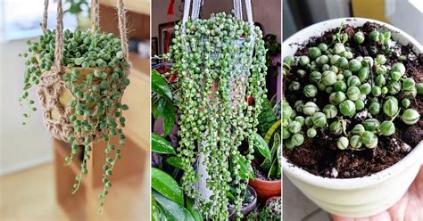 variegated string of pearls care