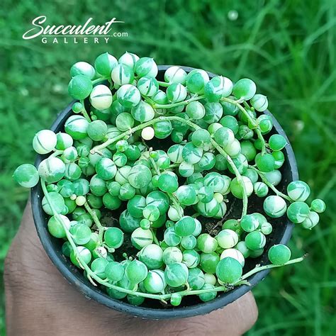 variegated strings of pearls