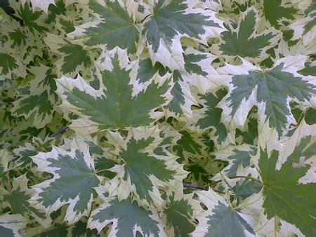 varigated maple tree