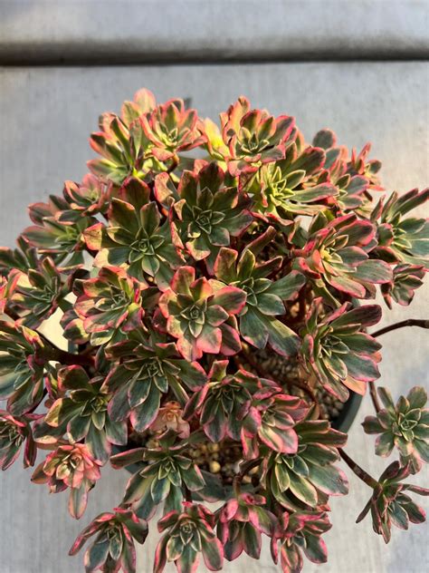 varigated succulent