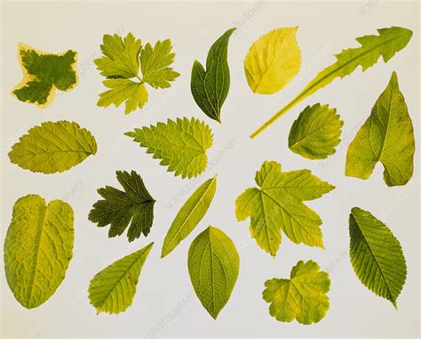 varying leaf shapes and textures