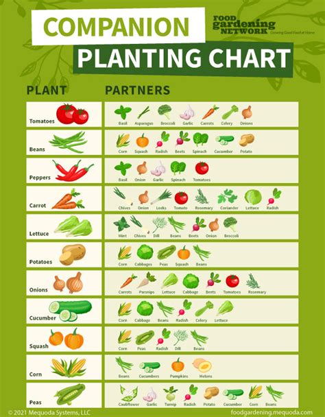 vegetable garden plant pairings chart