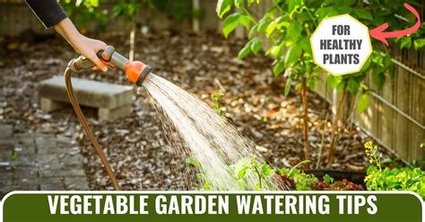 vegetable garden watering tips