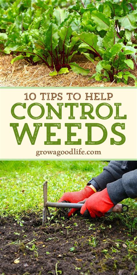 vegetable weed control