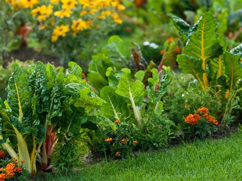 vegetables and flowers that grow well together