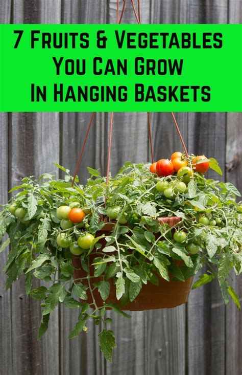 vegetables for hanging baskets