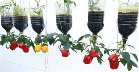 vegetables grown upside down
