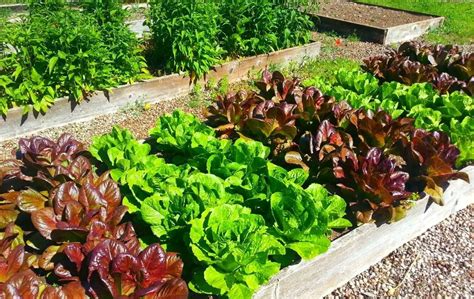 vegetables that grow well together in raised beds