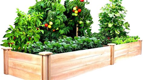 vegetables to grow together in raised bed